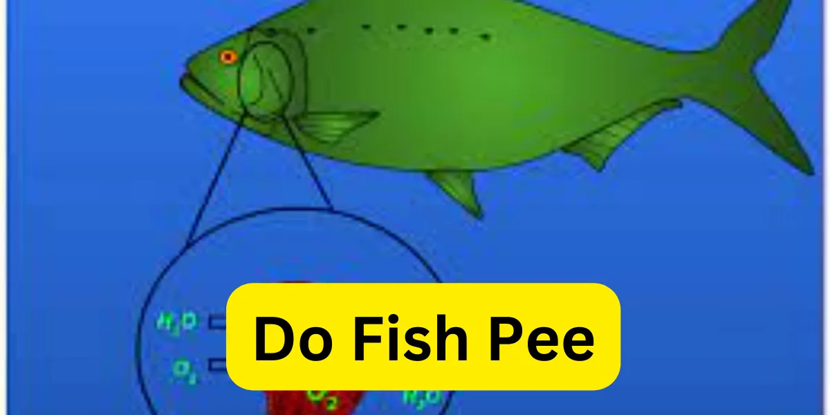 Do Fish Pee