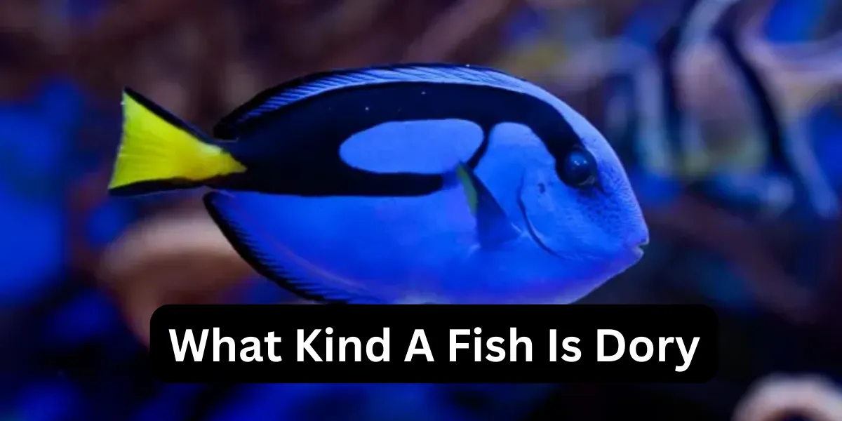 What Kind A Fish Is Dory