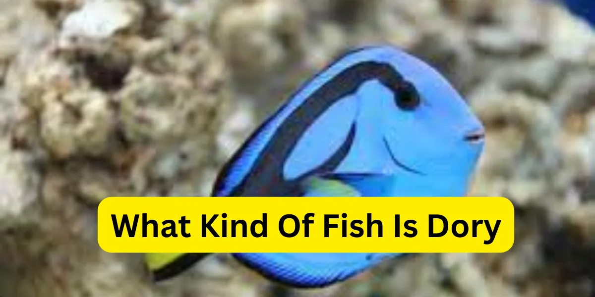 What Kind Of Fish Is Dory